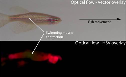 Using optical flow to track fish movements